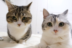 LINE_ALBUM_えるはるうい_260118_26