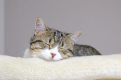 LINE_ALBUM_えるはるうい_260118_76