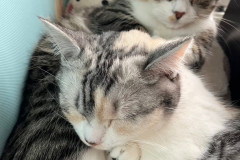 LINE_ALBUM_えるはる_260118_12