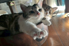 LINE_ALBUM_八戸からサヤーエ入居まて_260118_14