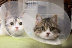 LINE_ALBUM_八戸からサヤーエ入居まて_260118_19