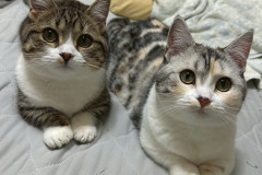 LINE_ALBUM_八戸からサヤーエ入居まて_260118_22