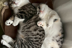 LINE_ALBUM_八戸からサヤーエ入居まて_260118_25