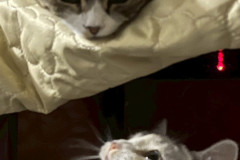 LINE_ALBUM_八戸からサヤーエ入居まて_260118_26