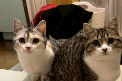 LINE_ALBUM_八戸からサヤーエ入居まて_260118_30