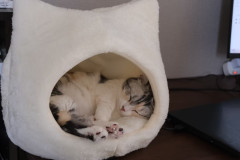 LINE_ALBUM_20240420_260118_18