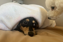 View-recent-photos-3-2